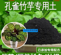 小众送妈妈的花有哪些花