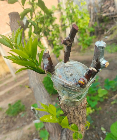 枣树可以嫁接哪些果树