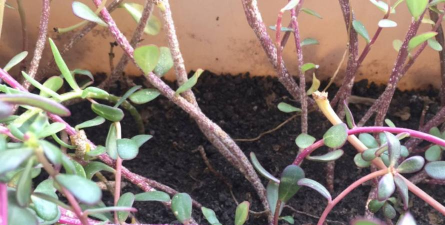 小众送妈妈的花有哪些花