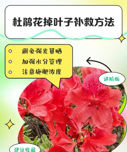 杜鹃花夏天掉叶子怎么补救