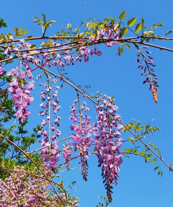 小众送妈妈的花有哪些花