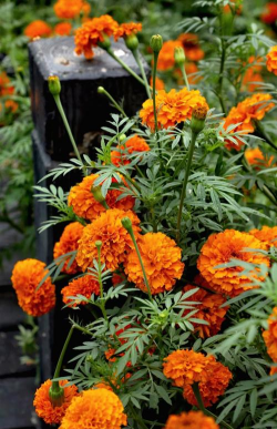 小众送妈妈的花有哪些花