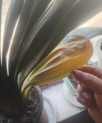 小众送妈妈的花有哪些花