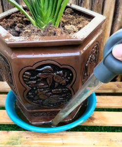 小众送妈妈的花有哪些花