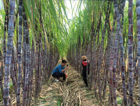 小众送妈妈的花有哪些花