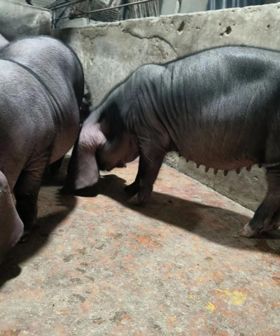 纯种太湖猪多少钱一只