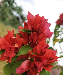 小众送妈妈的花有哪些花