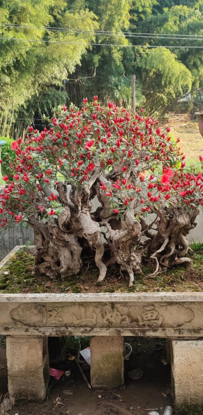 小众送妈妈的花有哪些花