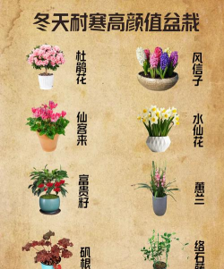 小众送妈妈的花有哪些花