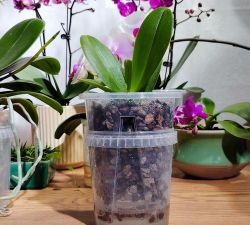 小众送妈妈的花有哪些花