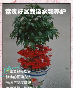 富贵籽浇什么水