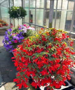 小众送妈妈的花有哪些花