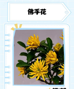 佛手花是什么花