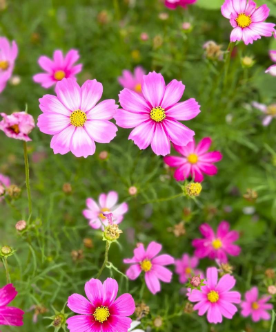 小众送妈妈的花有哪些花