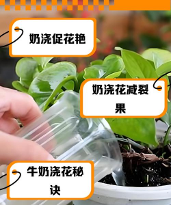 小众送妈妈的花有哪些花