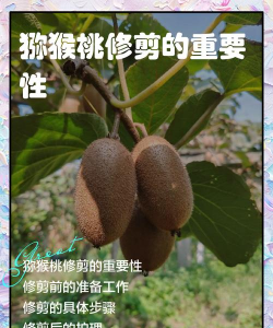 猕猴桃如何修剪