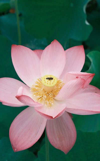 小众送妈妈的花有哪些花