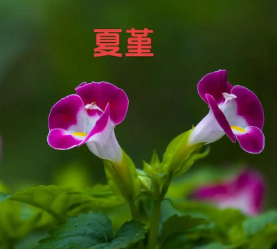 小众送妈妈的花有哪些花