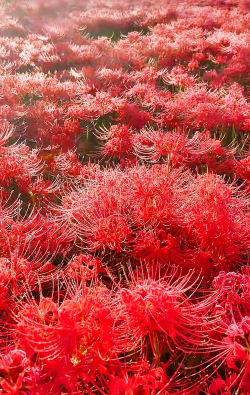 小众送妈妈的花有哪些花