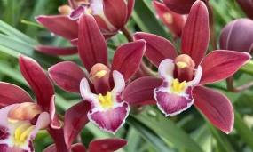 兰花红宝石属于什么兰