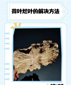 荷叶烂叶子怎么处理