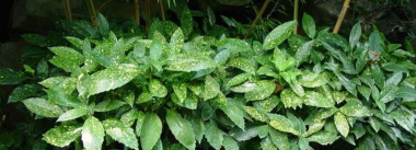 杜鹃花焦叶是什么原因