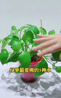 小众送妈妈的花有哪些花