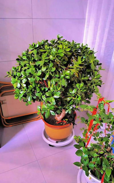 小众送妈妈的花有哪些花