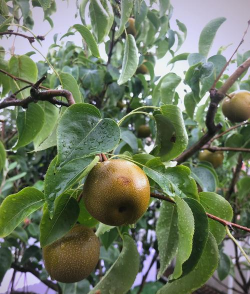 梨子怎么种植才能结果实