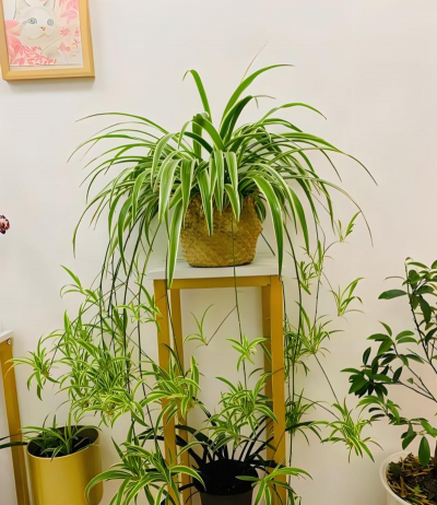 小众送妈妈的花有哪些花