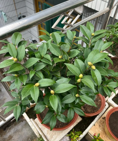 小众送妈妈的花有哪些花