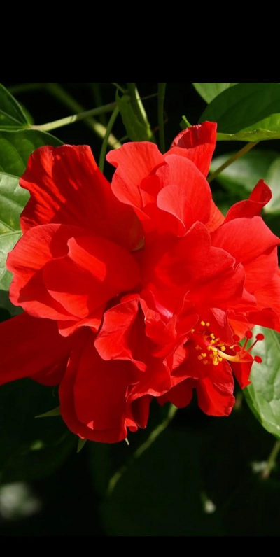 小众送妈妈的花有哪些花