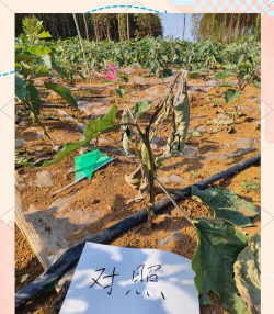 小众送妈妈的花有哪些花