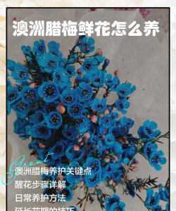 小众送妈妈的花有哪些花