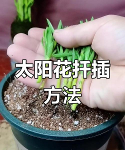 小众送妈妈的花有哪些花