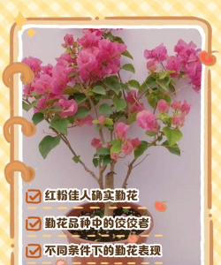 红粉佳人三角梅勤花吗