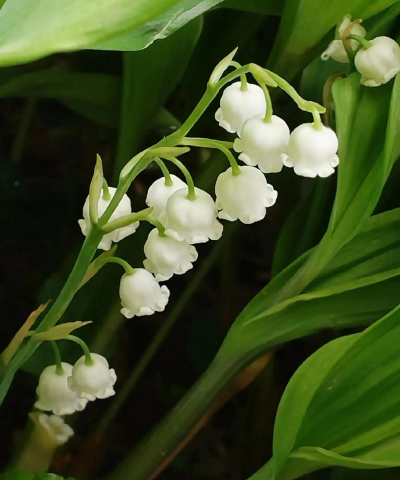 小众送妈妈的花有哪些花