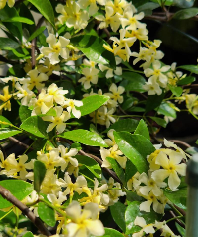 风车茉莉一年开几次花