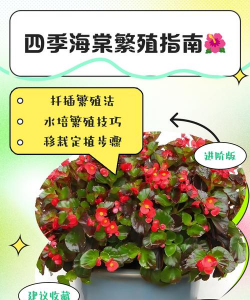 海棠繁殖方式是什么