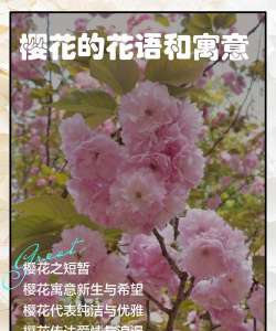 樱花的花语与寓意是什么