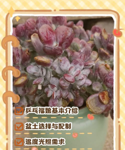 小众送妈妈的花有哪些花