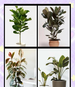 小众送妈妈的花有哪些花