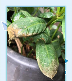 小众送妈妈的花有哪些花