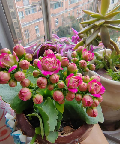 小众送妈妈的花有哪些花