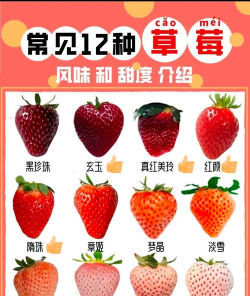 大草莓品种