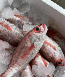 什么鱼叫水果鱼