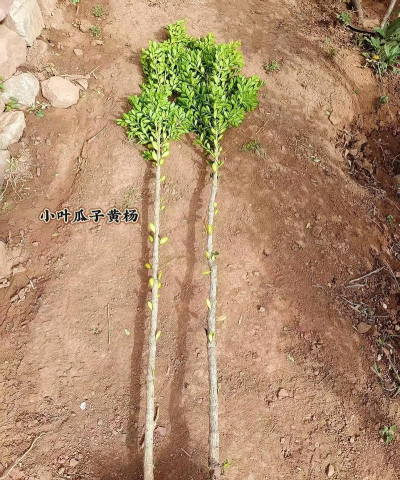 东营黄杨木材怎么种植的