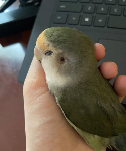 小众送妈妈的花有哪些花