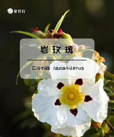 小众送妈妈的花有哪些花