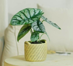 小众送妈妈的花有哪些花